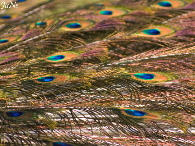 Обои картинки фото хвост, перья, разное