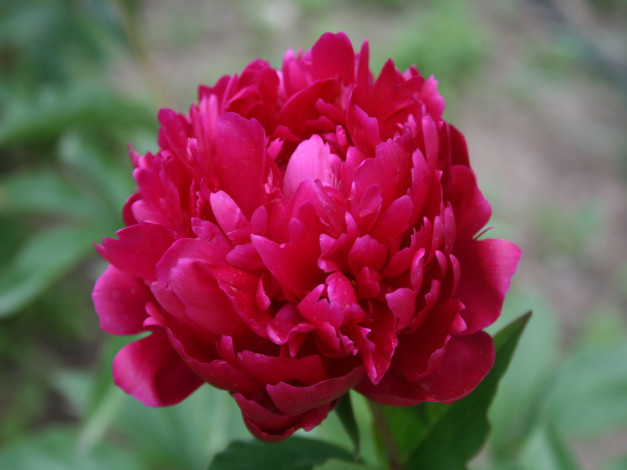 Обои картинки фото пион, цветы, пионы