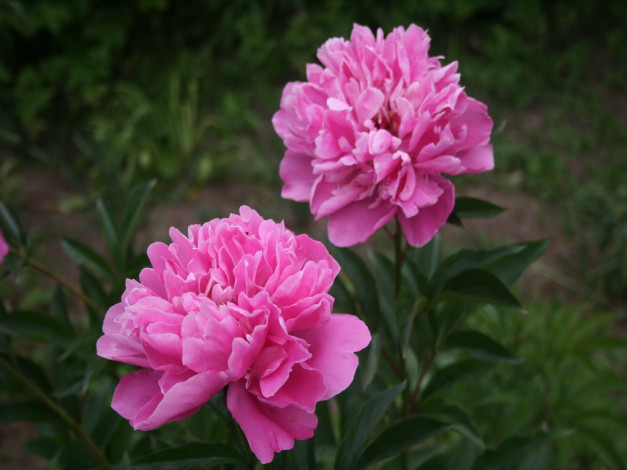 Обои картинки фото пион, цветы, пионы