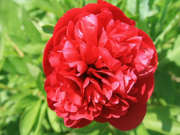 Обои картинки фото пион, цветы, пионы