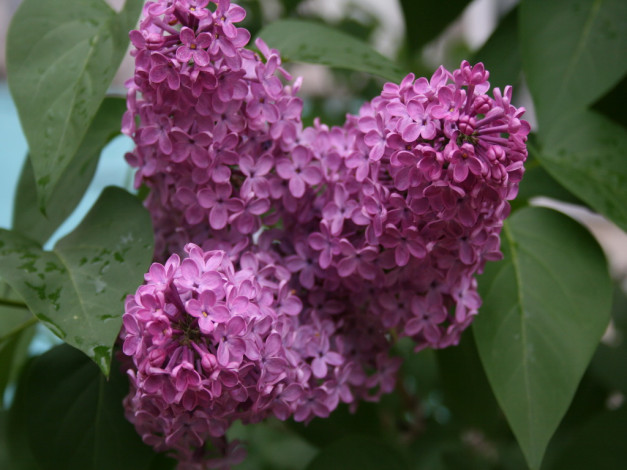 Обои картинки фото сирень, цветы