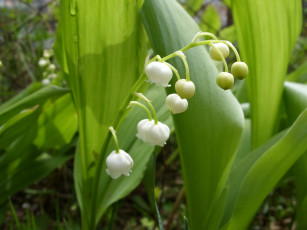 Картинка цветы ландыши