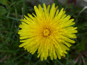 Картинка цветы одуванчики