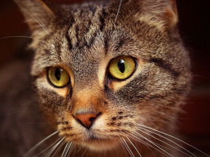 Картинка животные коты