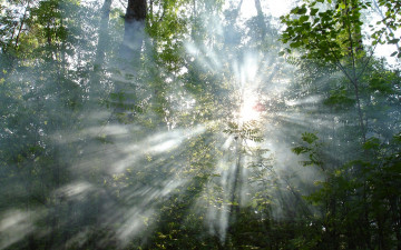 Картинка природа лес