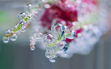 Картинка природа макро