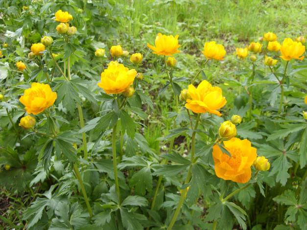 Обои картинки фото цветы, калужницы, лютики