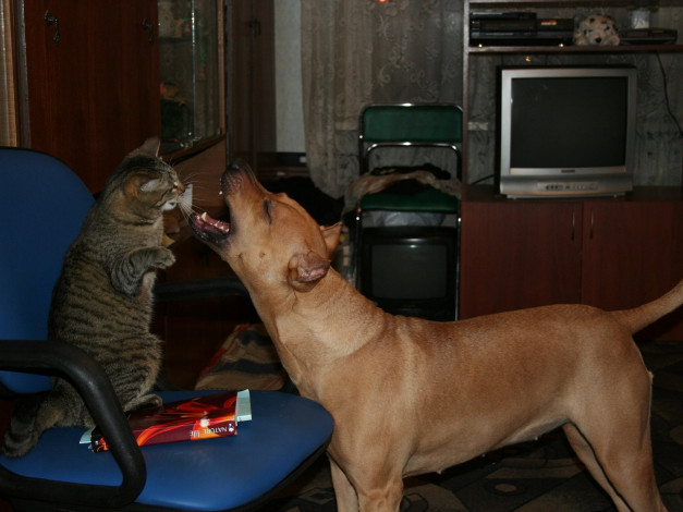 Обои картинки фото животные, разные, вместе