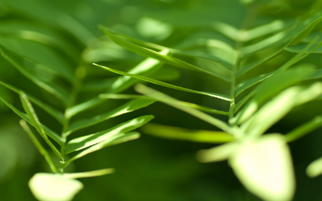 Обои картинки фото природа, листья