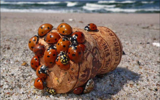 Обои картинки фото животные, божьи, коровки