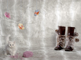 Картинка животные коты