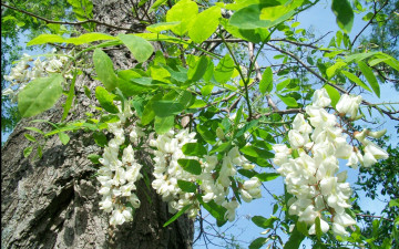 обоя цветы, акация