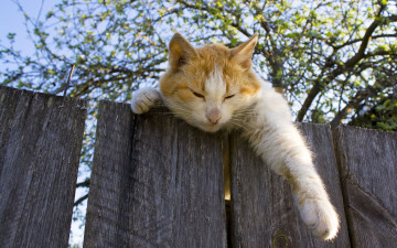 Картинка животные коты