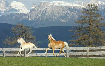 Картинка животные лошади