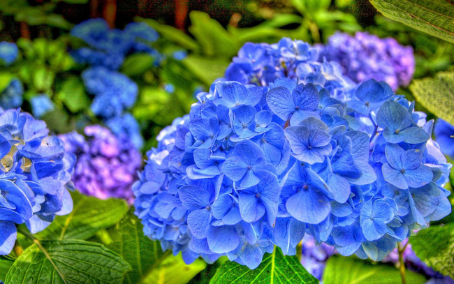 Обои картинки фото цветы, гортензия