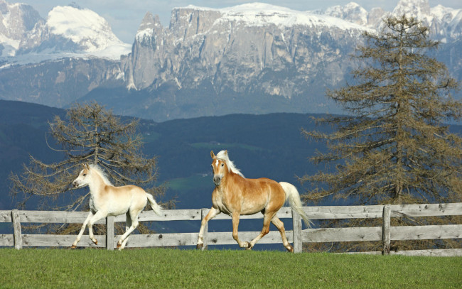 Обои картинки фото животные, лошади