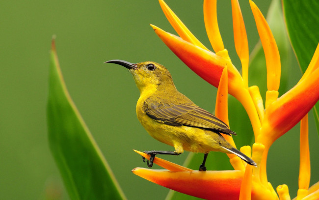 Обои картинки фото животные, птицы