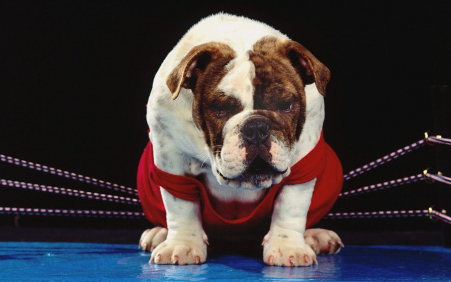 Обои картинки фото животные, собаки