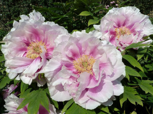 Картинка цветы пионы