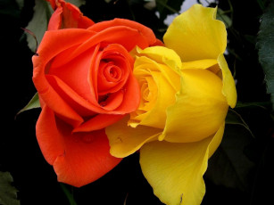 Картинка цветы розы контраст двое