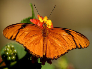 Картинка животные бабочки