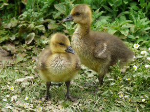 Картинка животные лебеди