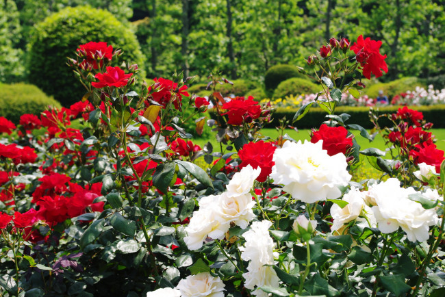 Обои картинки фото цветы, розы