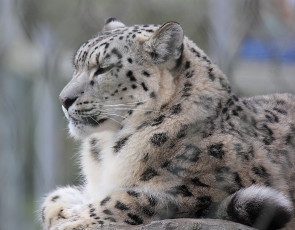 Картинка животные снежный барс ирбис отдых