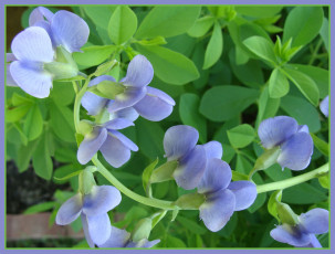 обоя цветы, душистый, горошек, листья, лето