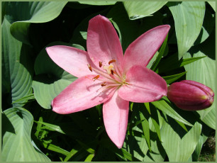 Картинка цветы лилии лилейники листья