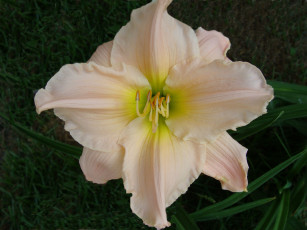 Картинка цветы лилии лилейники лепестки