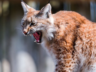 Картинка животные рыси хищник кошка