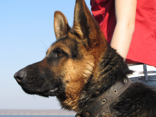 Картинка животные собаки немецкая овчарка собака