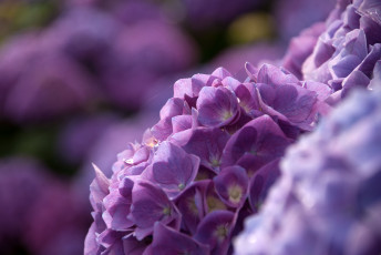 обоя цветы, гортензия, макро