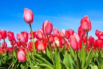 Картинка цветы тюльпаны