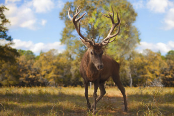 Картинка животные олени природа