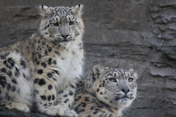 Картинка животные снежный барс ирбис пара