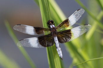 Картинка животные стрекозы стебель стрекоза