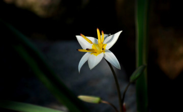 Картинка цветы зефирантесы белый