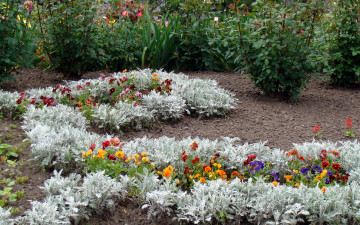 Картинка цветы разные вместе кусты анютины глазки клумба