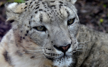 Картинка снежный барс животные ирбис морда взгляд