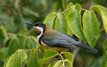 Картинка животные птицы восточный шилоклювый медосос eastern spinebill