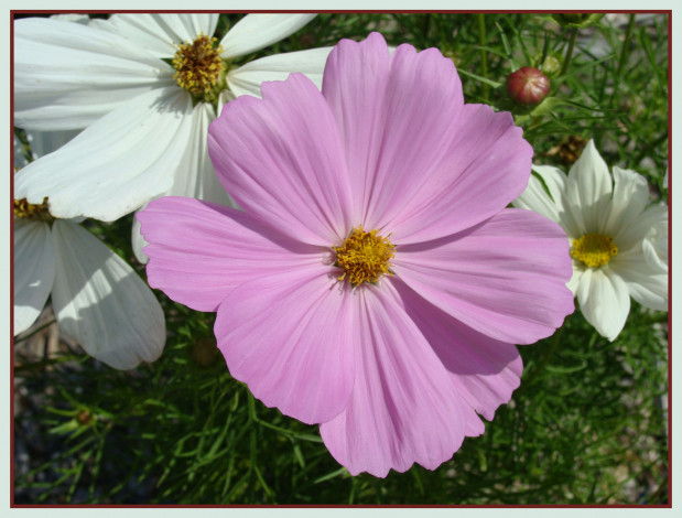 Обои картинки фото цветы, космея, сиреневый