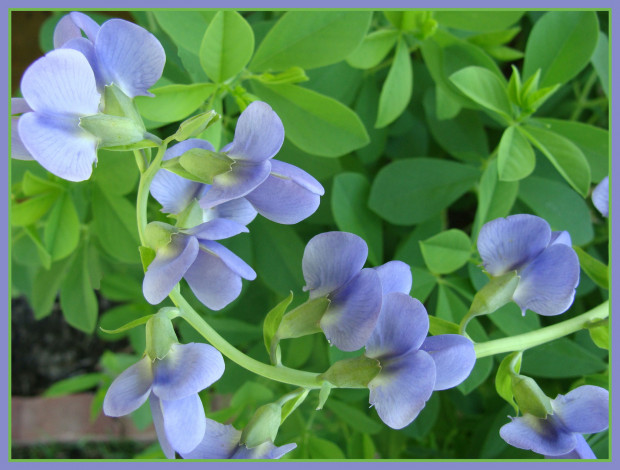 Обои картинки фото цветы, душистый, горошек, листья, лето