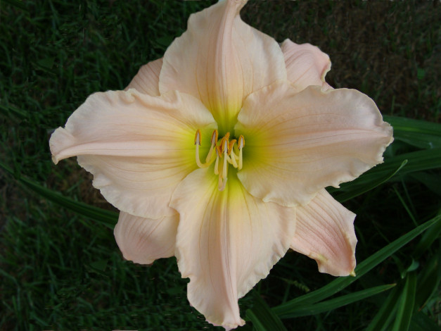 Обои картинки фото цветы, лилии, лилейники, лепестки