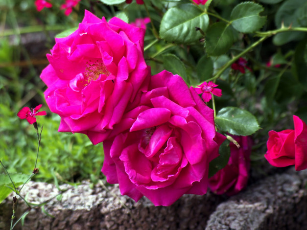 Обои картинки фото цветы, розы