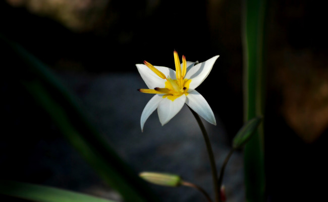 Обои картинки фото цветы, зефирантесы, белый