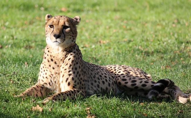 Обои картинки фото животные, гепарды, гепард, лежит, смотрит, на, траве