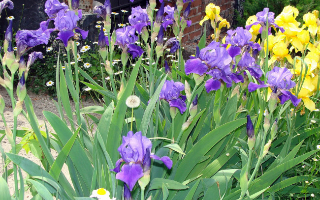 Обои картинки фото цветы, ирисы, сиреневый, желтый
