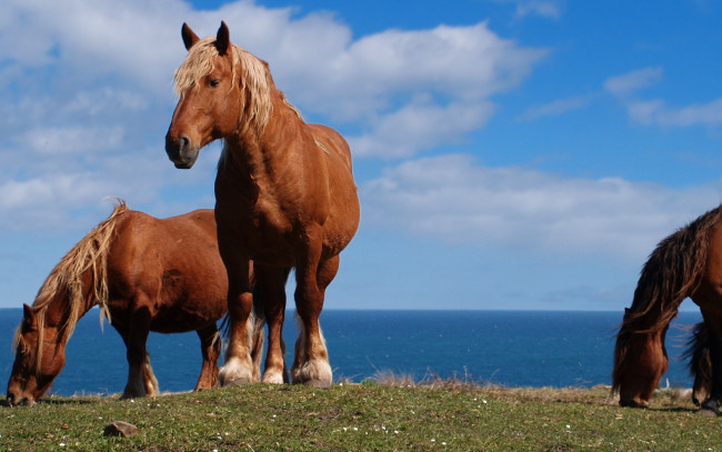 Обои картинки фото животные, лошади, лошадьи, облака, небо